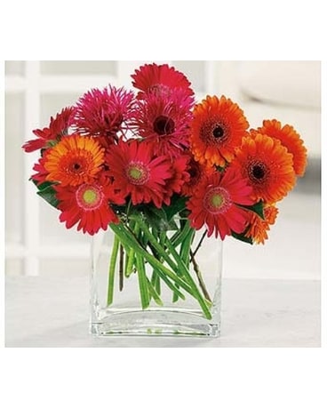 Charming Gerbera
